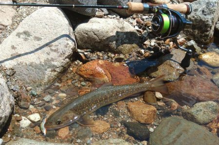 真夏の山でイワナ釣り ～九頭竜川水系～